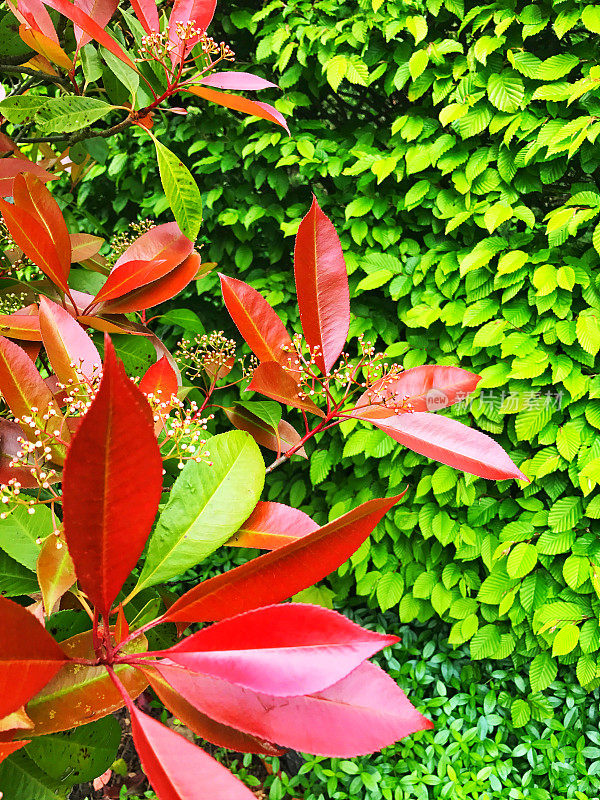 红色红叶石楠“红知更鸟”树叶的特写，在春天的角木篱笆(Carpinus betulus)